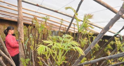 香椿什么时候采摘，香椿一年能采摘几个月