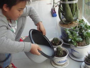 淘米水可以直接浇花吗?