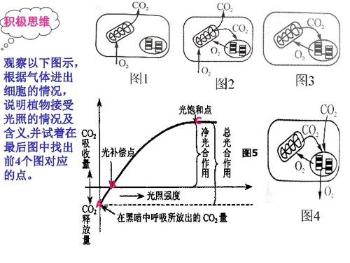 光合作用的化学式表达式