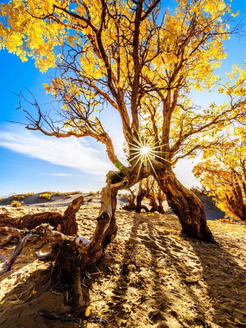 胡杨树的三千年情怀的含义是什么?