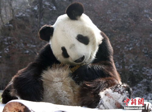 大熊猫的生活环境是什么?