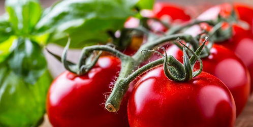 小番茄减肥可以吃吗