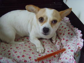 狗狗能吃豆腐吗，狗狗能吃豆腐吗煮熟的