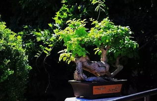 室内种什么盆栽植物最好