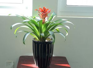 鸟拉屎在头上鸿运当头，头上掉鸟屎行大运