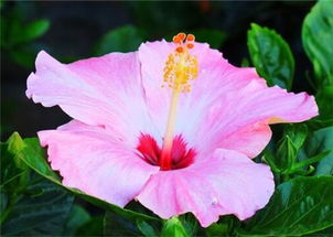 木槿花该怎么养殖