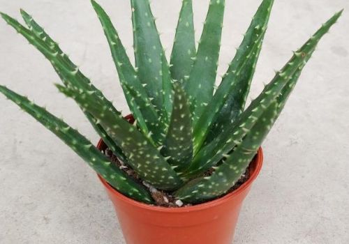 盆栽的芦荟可以擦脸吗，盆栽的芦荟可以擦脸吗去痘痘吗