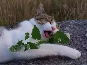 猫能吃猫薄荷吗 猫能不能吃猫薄荷