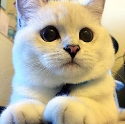 "大脸猫大脸猫爱吃鱼"的下一句是什么?