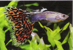 卵胎生鱼，卵胎生鱼有哪些品种