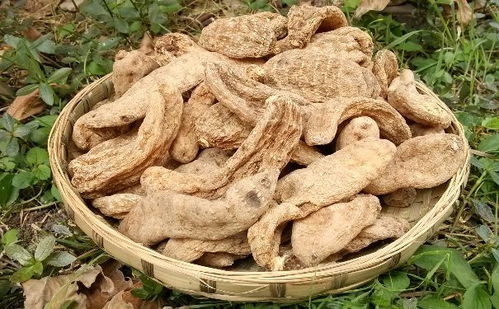 一岁宝宝能不能吃天麻