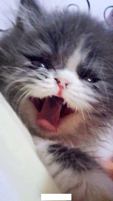 猫可以吃橘子吗