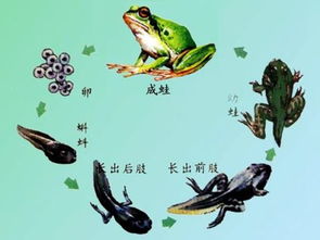 蝌蚪变成青蛙的过程?