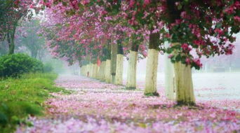 关于紫荆花的唯美七绝诗句