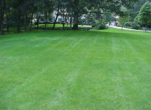 草坪英文，草坪英文怎么读