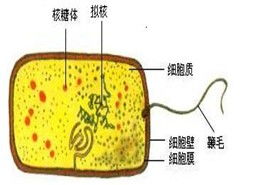 根尖分生区细胞特点，洋葱根尖分生区细胞特点