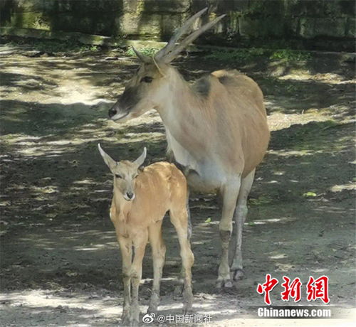 春天出现的小动物有哪些