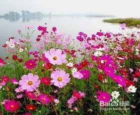 格桑花养殖方法 如何养殖格桑花