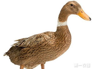 什么鸭子的产蛋量高且蛋黄颜色深呢?