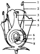 花的主要结构是什么,为什么