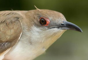 布谷鸟是什么鸟，布谷鸟是什么鸟孵化的?