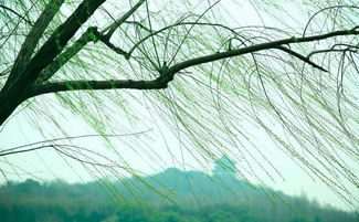 “春风又绿江南岸”中的“绿”是什么意思?