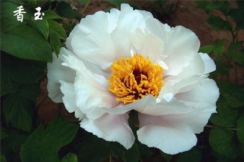 白色牡丹花的品种