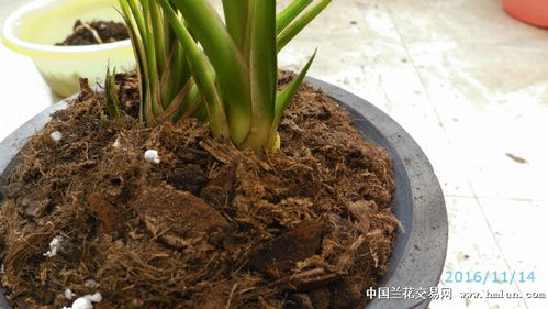 养花技巧|浇定根水是什么意思