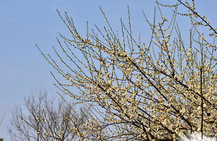 梅花苗怎么种植