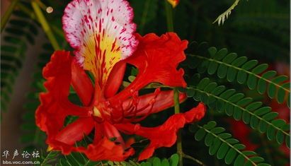 凤凰花的花语是什么意思