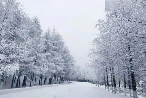 白雪纷飞何所似的全诗
