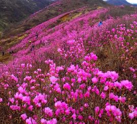 映山红什么时候开花