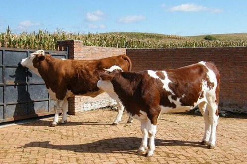 属牛和属羊的犯冲么