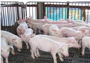 养猪国家有什么帮扶政策