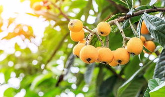 枇杷是几月份成熟的?