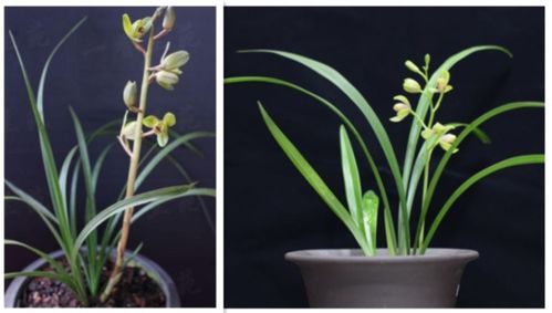 建兰和惠兰的区别