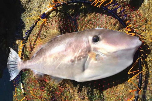 马面鱼有多少种