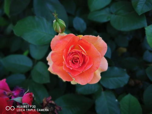 月季和玫瑰有何区别啊