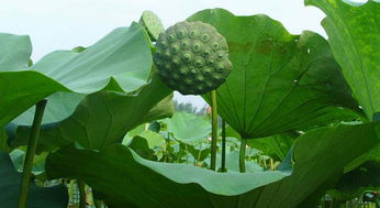 种植莲子的技术