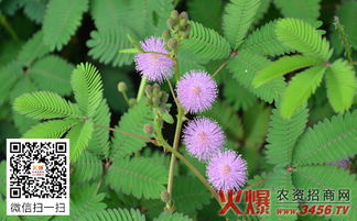 含羞草要怎么养_含羞草的种植方法