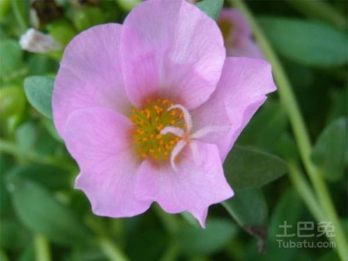 长生花是什么意思