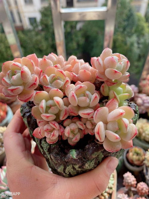 多肉控养是怎么回事