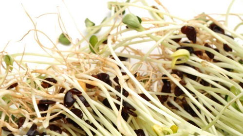 碗豆芽怎么发 新鲜豌豆发芽步骤