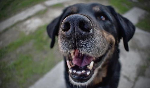 狗磨牙期多久结束?