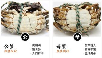 公蟹母蟹区别