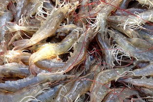 淡水虾养殖 淡水虾怎么养殖