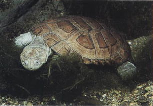 沼泽龟可以深水养吗