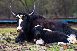 属狗和属牛的合不合