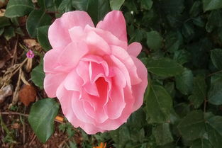 月季花可以干什么