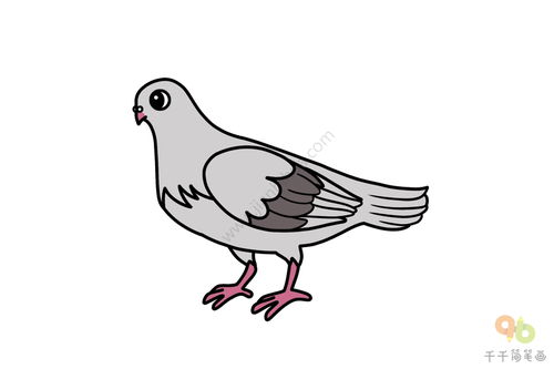 鸽子怎么画?